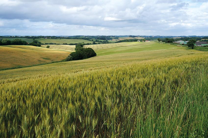 Wheat field in Lupiac