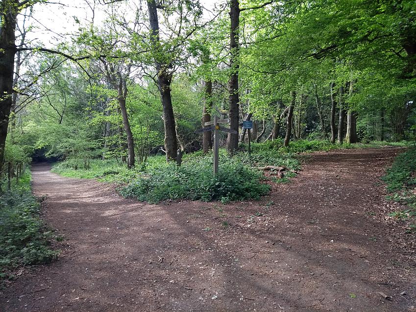Junction of two paths in woodland