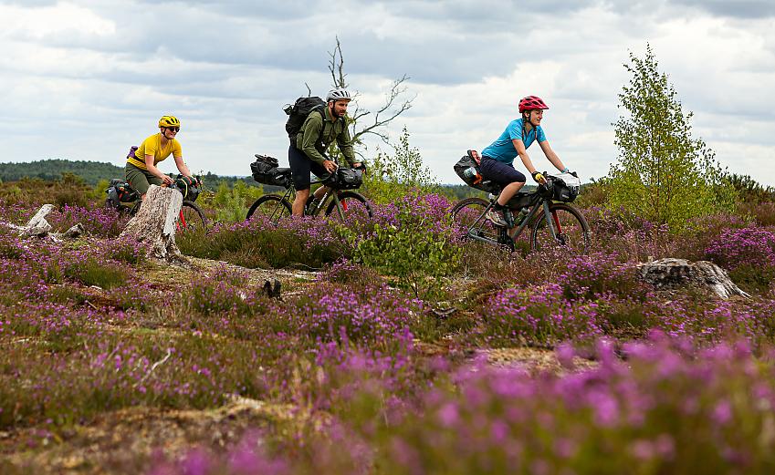 Three people riding gravel bikes across heather covered heathland