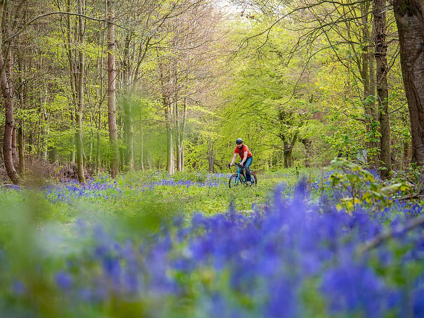 Man cycles through bluebell wood