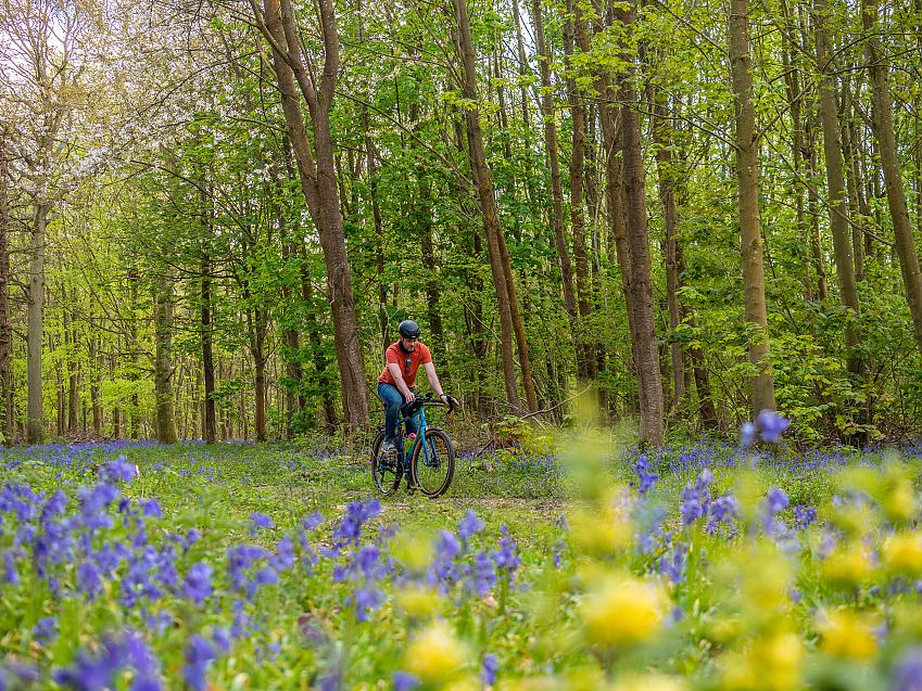 Man cycling through a wood filled with bluebells