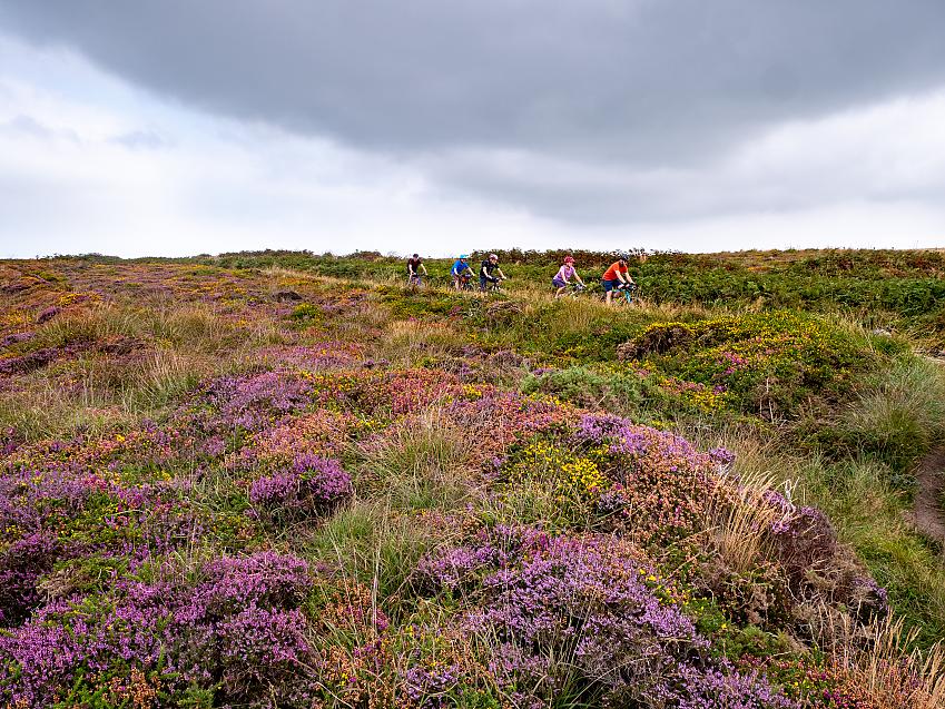 People cycling across a moor covered with heather and gorse in flower