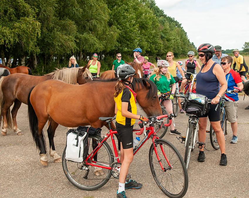 New Forest Cycling Week 2019. Some New Forest ponies have come to see a group of cyclists
