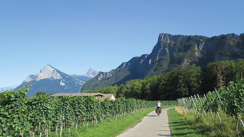 A cyclist is cycling through vineyards, with mountains in the background