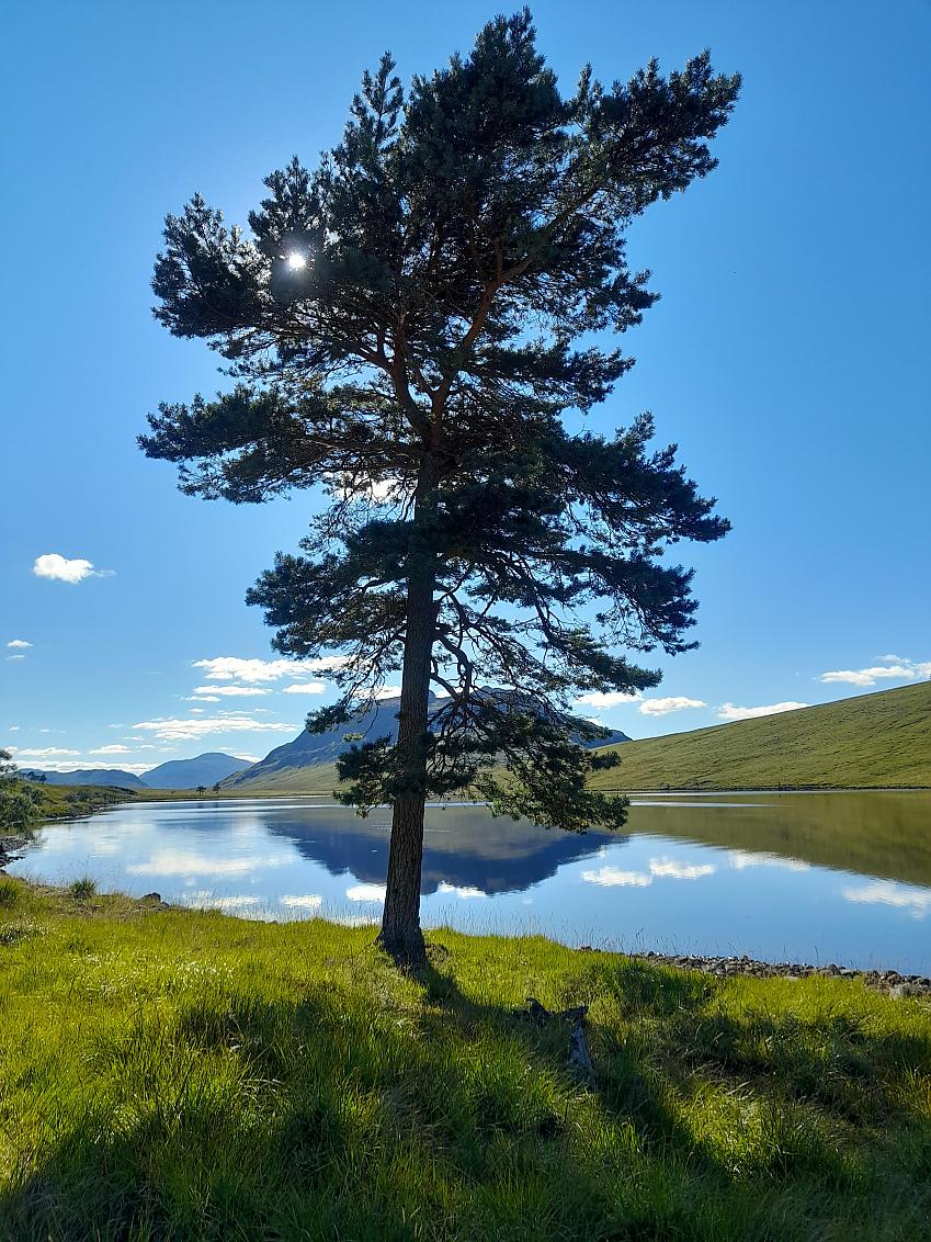 A large tree stands at the head of a clear loch