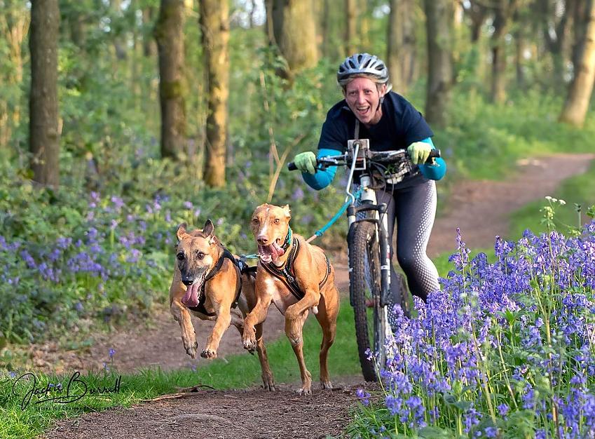 A woman on a bike cycling on a woodland trail with two dog running ahead of her