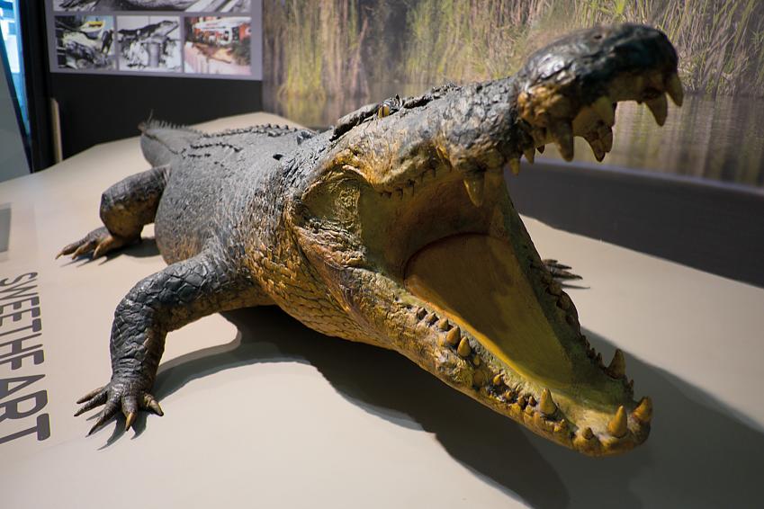 'Sweetheart', the croc at the Museum and Art Gallery of the Northern Territory, Darwin