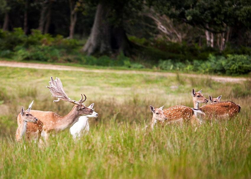 Deer Sanctuary in The New Forest