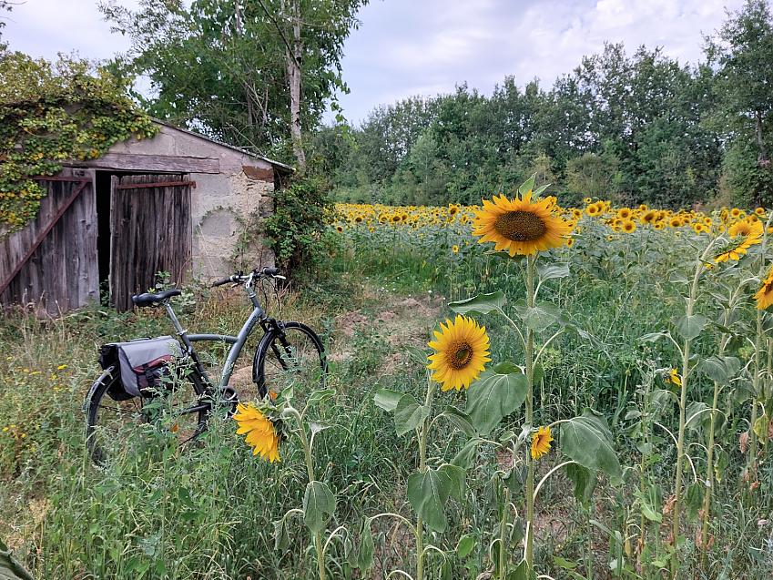 a bike in a field of sunflowers in front of an old outbuilding