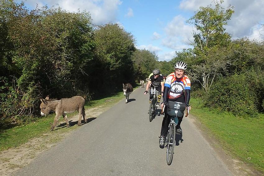 A rider taking part in the Gridiron 100km encounters one of the New Forests inhabitants!