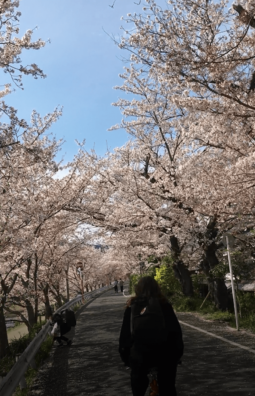 A woman is riding into a tunnel formed of cherry blossom trees