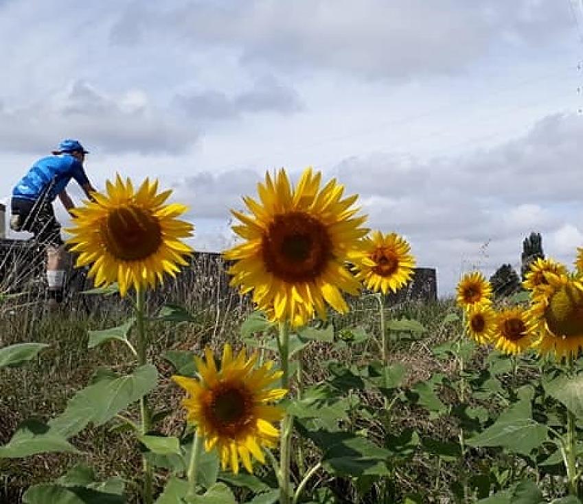 Riders in the sunflowers on the Sem Fed