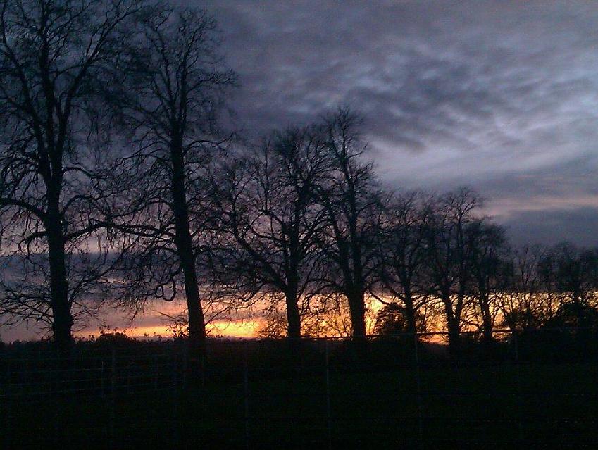 Trees silhouetted against a sunset sky
