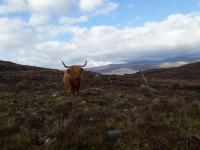 A Highland cow